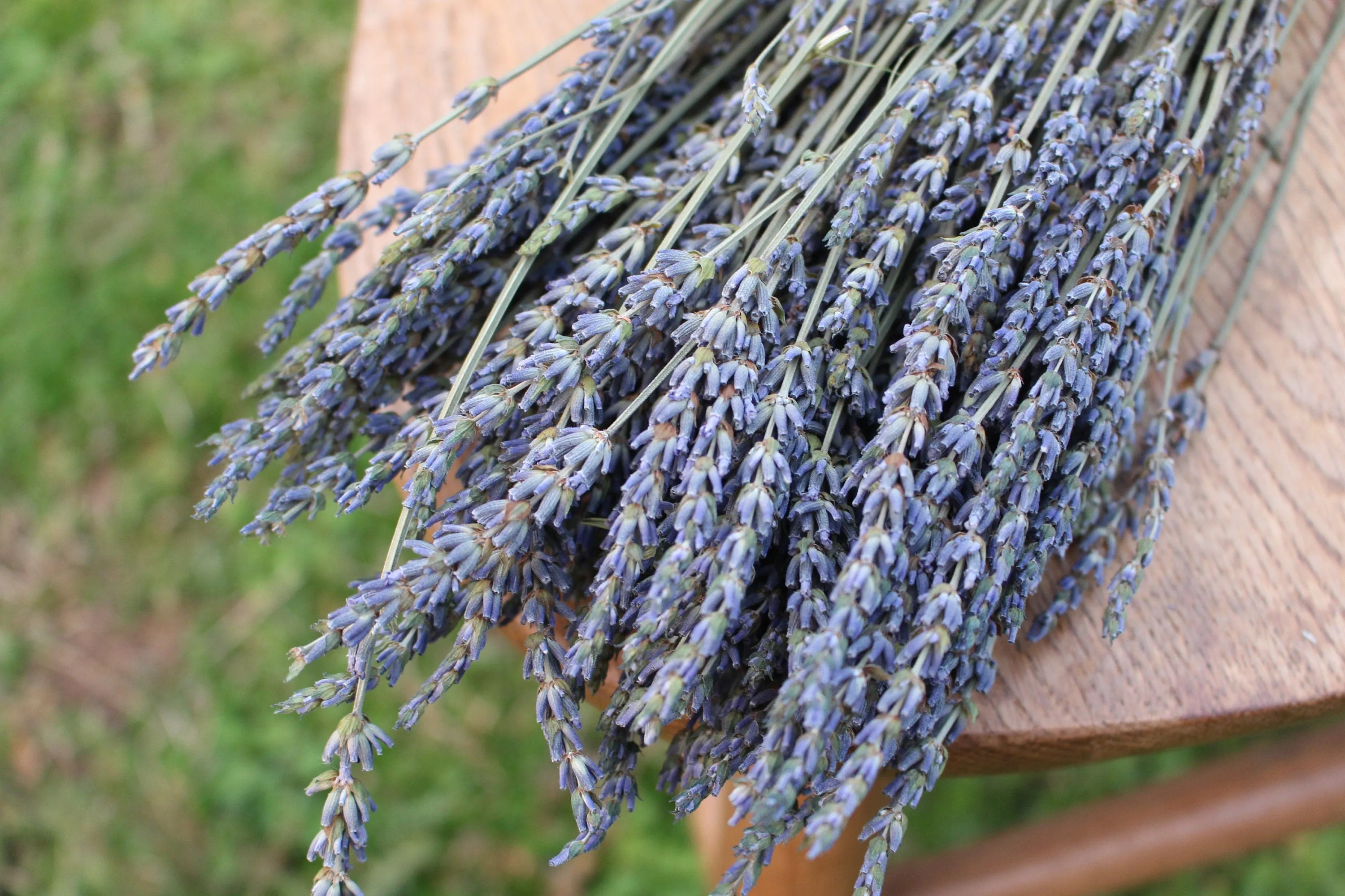 French Lavender Fragrant